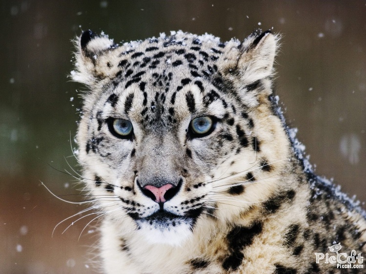 is the snow leopard.